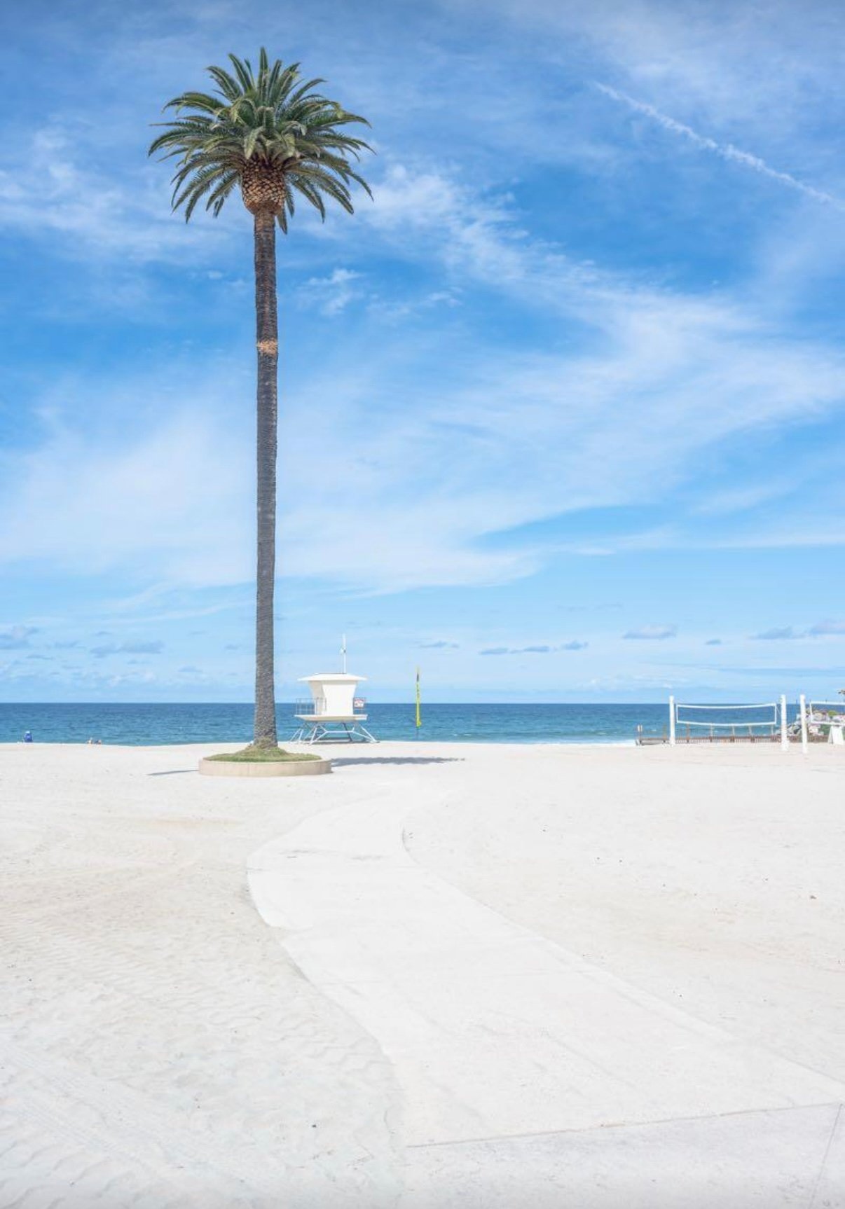 Lone palm tree on Oceanside beach