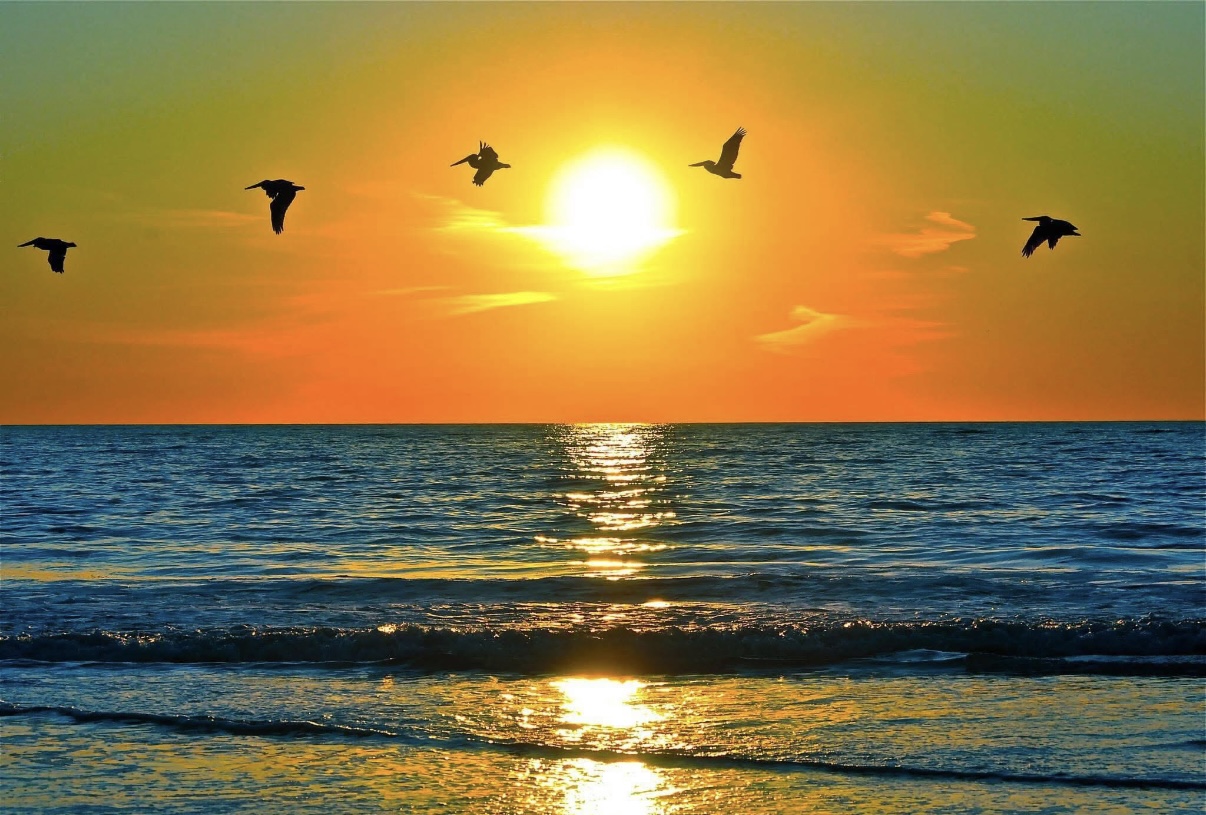 Pelican in flight over Pacific sunset